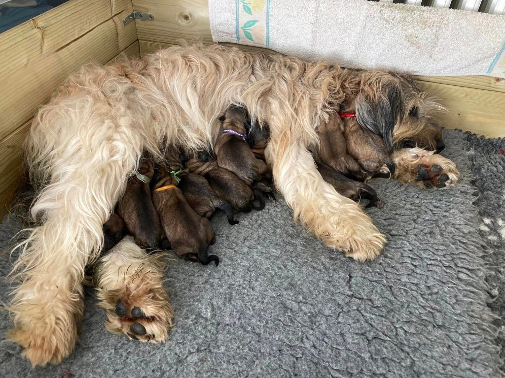 chiot Berger catalan du clos de l'imagerie