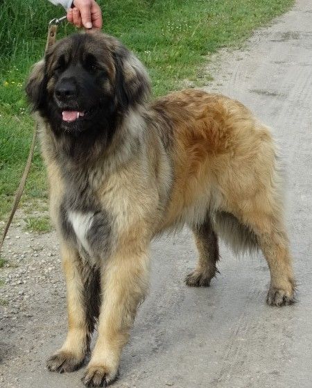 Purdey du bois du frêne
