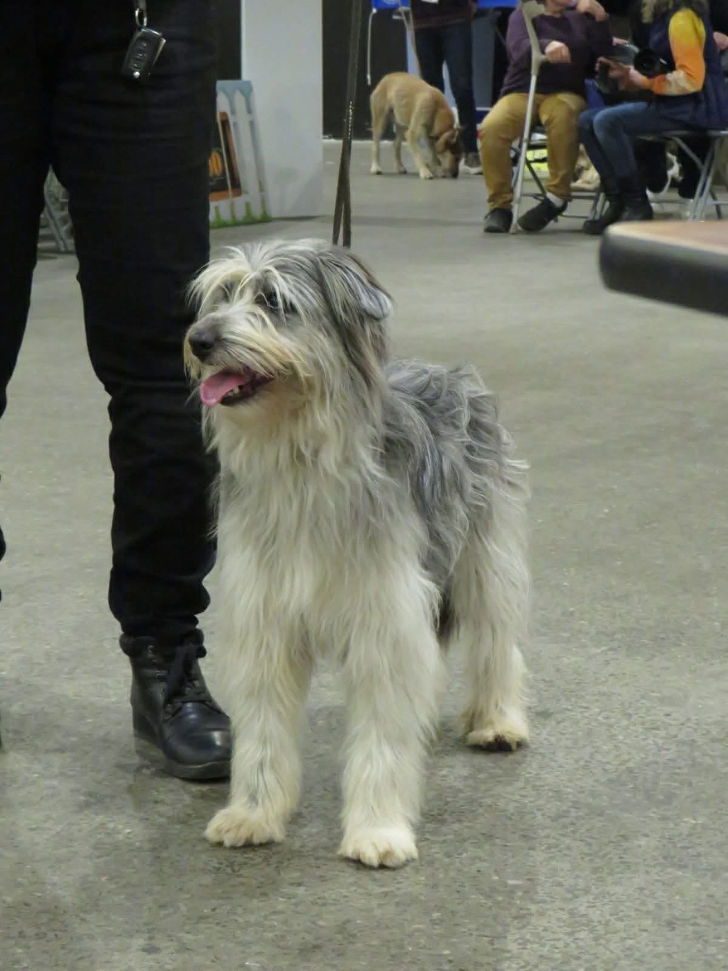 Spéciale de races de Lons le Saunier
