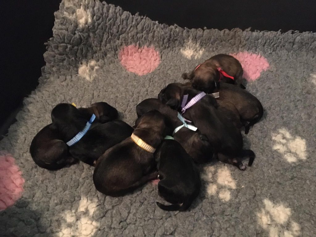 du clos de l'imagerie - Les chiots Bergers Catalans sont nés