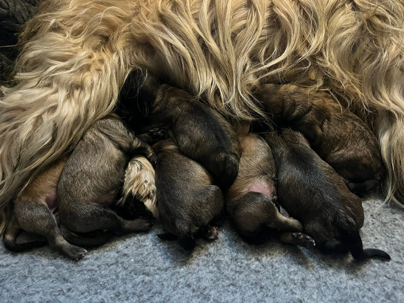 Chiot Berger catalan du clos de l'imagerie