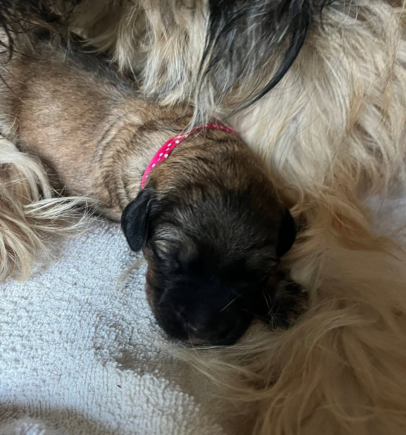 du clos de l'imagerie - Chiots disponibles - Berger catalan